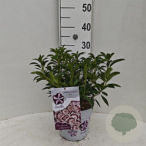 Kalmia lat. 'Nani' 30-40 cm 3,0L