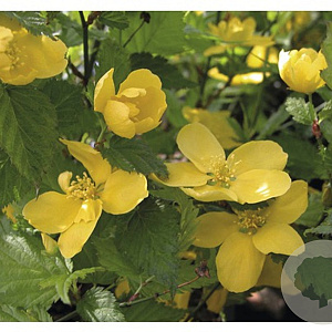 Kerria jap. 'Golden Guinea' 80-100 cm 20L