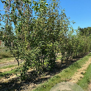Laburnum anagyroides 150-175 cm draadkluit meerstammig 80-100 breed