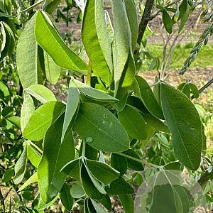 Laburnum anagyroides 150-175 cm draadkluit meerstammig 80-100 breed