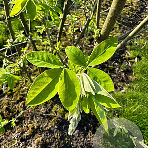 Laburnum anagyroides 150-175 cm draadkluit meerstammig 80-100 breed