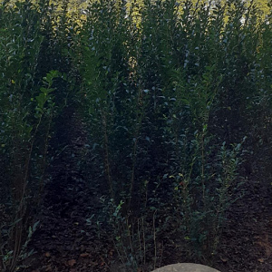 Ligustrum ovalifolium 175-200 cm met kluit struik