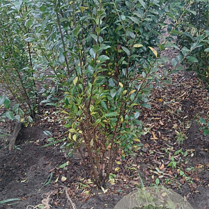 Ligustrum ovalifolium 175-200 cm met kluit struik