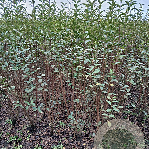 Ligustrum ovalifolium 150-175 cm met kluit struik 50