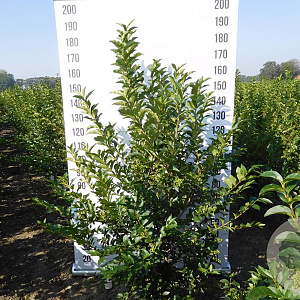 Ligustrum ovalifolium 150-175 cm met kluit struik 50