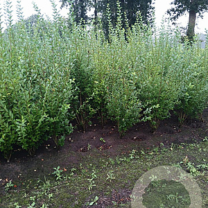 Ligustrum ovalifolium 150-175 cm met kluit struik 50