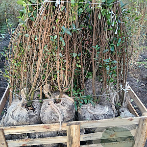 Ligustrum ovalifolium 150-175 cm met kluit struik 50