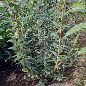 Ligustrum vulgare 150-175 cm met kluit struik 50