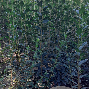Ligustrum vulg. 'Atrovirens' 175-200 cm met kluit struik