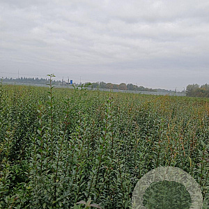 Ligustrum vulg. 'Atrovirens' 150-175 cm met kluit struik 50