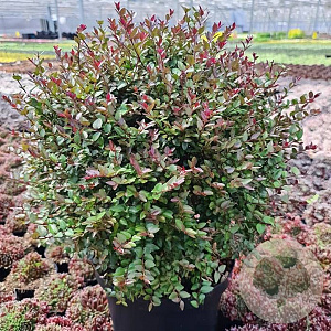 Lonicera nit. G. Cl. Purple Storm 100-125 cm 20L
