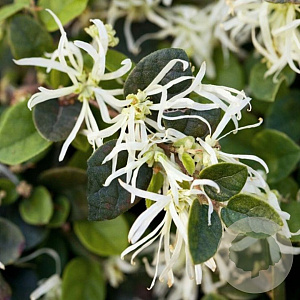 Loropetalum c. Carolina Moonlight 125-150 cm 35L