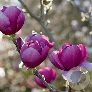 Magnolia Black Tulip 125-150 cm 20L