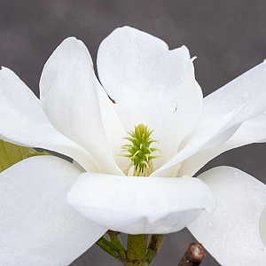 Magnolia 'Jade Lamp' 100-125 cm 20L