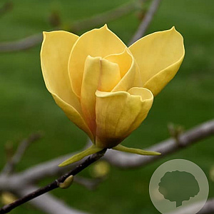 Magnolia 'Judy Zuk' 60-80 cm 20L