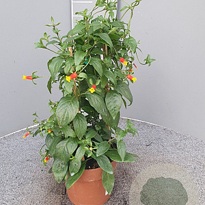 Manettia bicolor 70 cm 3,0L piramide