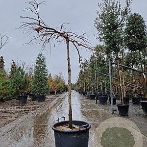 Metasequoia gl. 'Miss Grace' 120 cm stam container 8-10