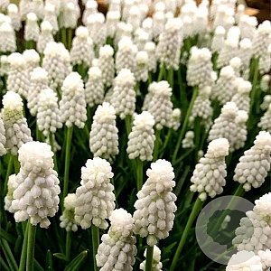 Muscari 'Casablanca' 5 cm verpakt per 100