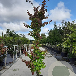 Parrotia persica 'Vanessa' 150-175 cm 20L