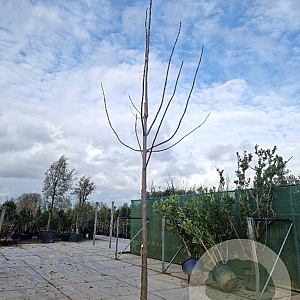 Paulownia fortunei Fast Blue 200 cm stam draadkluit 25-30