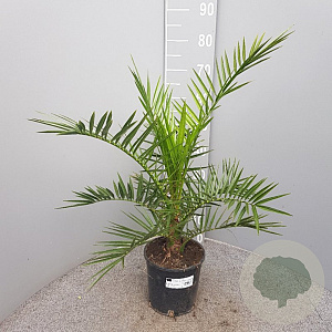 Phoenix canariensis 80 cm 3,0L
