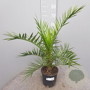 Phoenix canariensis 80 cm 3,0L
