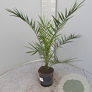 Phoenix canariensis 80 cm 3,0L