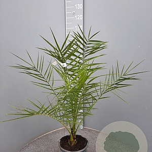 Phoenix canariensis 100 cm 6L