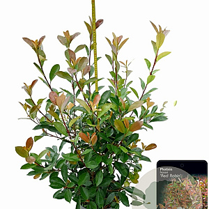 Photinia fraseri 'Red Robin' 100-125 cm 15L