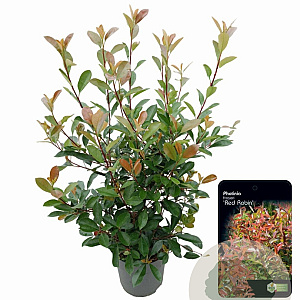 Photinia fraseri 'Red Robin' 100-125 cm 15L
