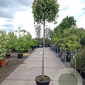 Photinia fraseri 'Red Robin' 160 cm stam container 8-10
