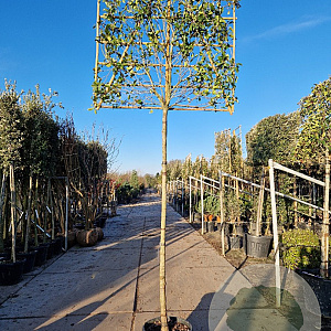 Photinia fraseri 'Red Robin' 220 cm stam container 12-14
