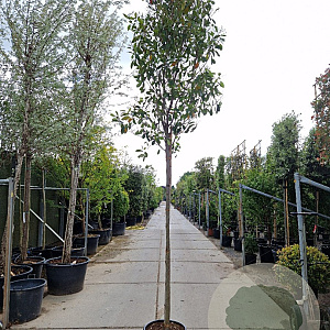 Photinia fraseri 'Red Robin' 180 cm stam 45L 12-14