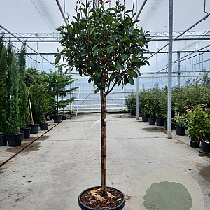 Photinia fraseri 'Red Robin' 100 cm stam container 60-70 bol