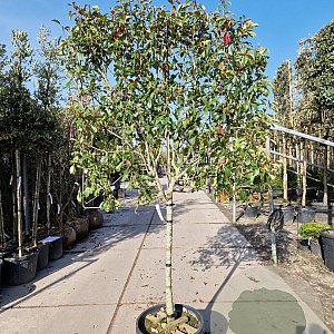Photinia fraseri 'Red Robin' 90 cm stam container 12-14 Lei 130-120