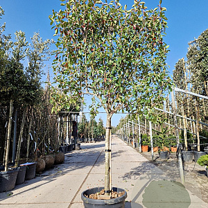 Photinia fraseri 'Red Robin' 90 cm stam container 14-16 Lei 130-120