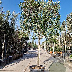 Photinia fraseri 'Red Robin' 90 cm stam container 14-16 Lei 130-120