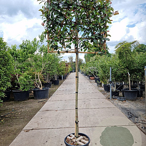 Photinia fraseri 'Red Robin' 150 cm stam container 10-12 leiboom