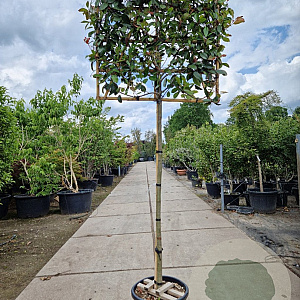 Photinia fraseri 'Red Robin' 150 cm stam container 10-12 leiboom