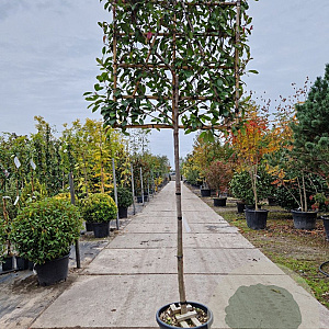 Photinia fraseri 'Red Robin' 150 cm stam container 10-12 leiboom