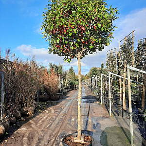 Photinia fraseri 'Red Robin' 180 cm stam container 16-18 leiboom