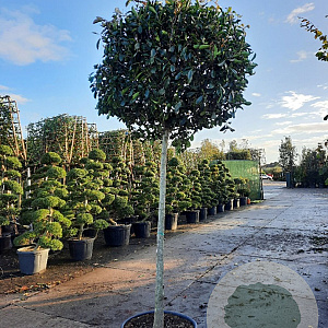 Photinia fraseri 'Red Robin' 180 cm stam container 16-18 leiboom