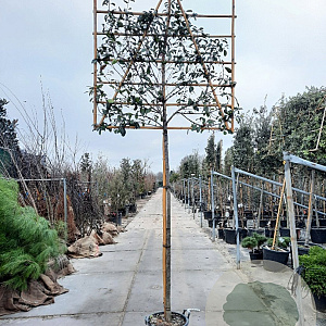 Photinia fraseri 'Red Robin' 200 cm stam container 12-14