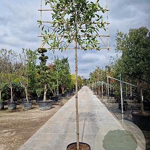 Photinia fraseri 'Red Robin' 200 cm stam container 12-14