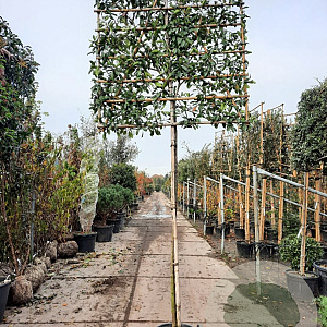Photinia fraseri 'Red Robin' 200 cm stam container 12-14