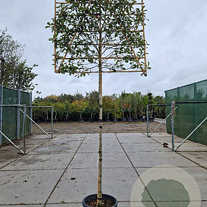 Photinia fraseri 'Red Robin' 200 cm stam container 12-14