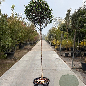 Photinia fraseri 'Robusta Compacta' 120 cm stam container 8-10