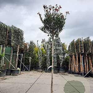 Photinia fraseri 'Robusta Compacta' 140 cm stam container bol 50-60