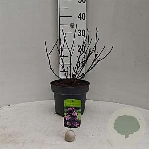 Physocarpus opulif. Panther 40-60 cm 5,0L