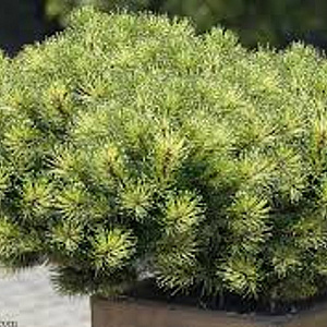 Pinus mugo mugo 60-70 cm 20L breed